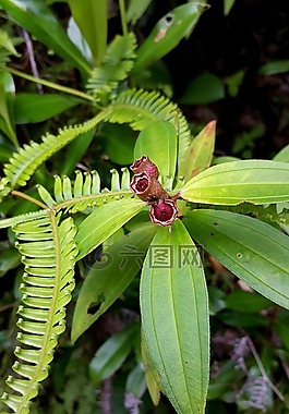 綠色,植物,季節(jié)