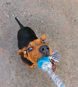 小狗,獵犬,schillerst?vare