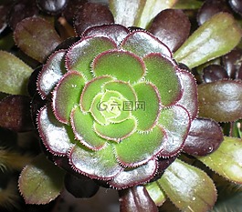 植物,脂肪,性質(zhì)