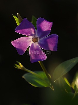 pervenche,花,紫色