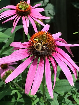 花,自然,開花
