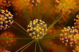 植物,花,自然