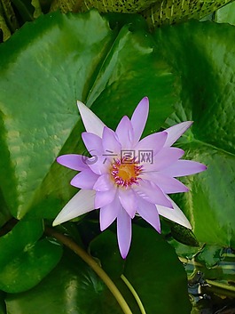 葉子,花,綠色