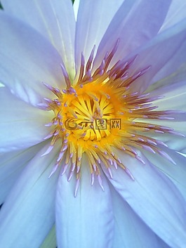 花,性質,顏色