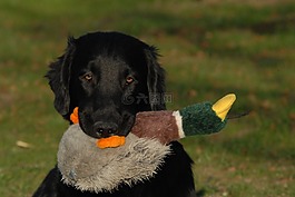flatcoated 檢索器,獵犬,狗