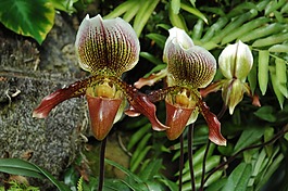 蘭花,鮮花,花的