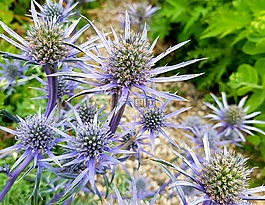 薊,blaudistel,開花