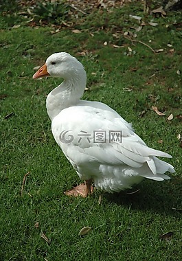 鵝,鳥,白