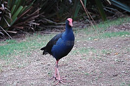 鳥,pukeko,野生動(dòng)物
