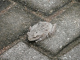 蟾蜍,偽裝,隱藏