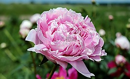 牡丹,花,开花