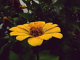 花,黃色,花園