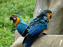 動物,鳥,鸚鵡