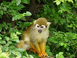 動(dòng)物,猴子,綠色