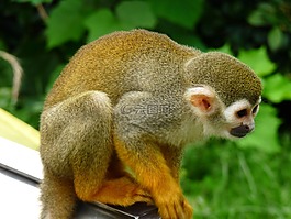 動(dòng)物,猴子,綠色