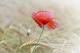 罌粟,罌粟花,花
