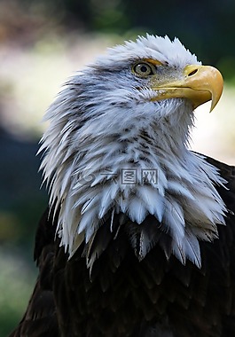 鳥,鷹,捕食鳥