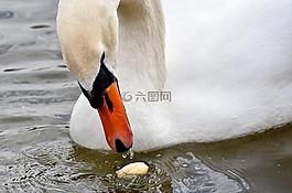 天鵝,關(guān)閉,鳥