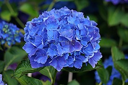 花,繡球花,藍色