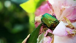 citonia,昆蟲,花園