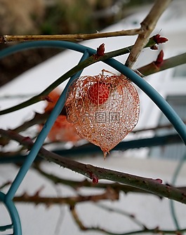 美麗的花,關閉,春天