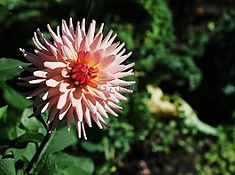 嬌琴紗,開花,花花園