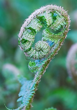 蕨類植物,athyrium filix-華沙