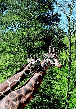 長頸鹿,動物園,頸部