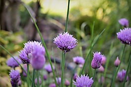 韭菜,開花,紫
