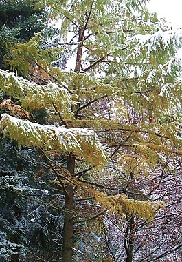 落葉松,雪,冬天