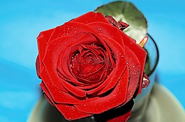 玫瑰,紅色,開花