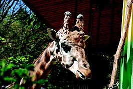 長頸鹿,動(dòng)物園,動(dòng)物
