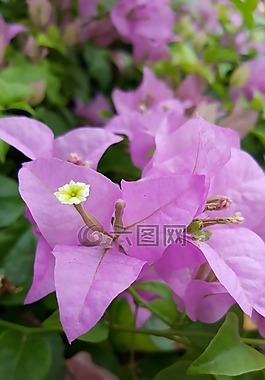 紫色,植物區(qū)系,花