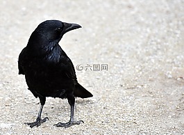 常見的烏鴉,烏鴉,鴉雀