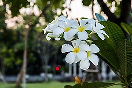花,白,雞蛋花
