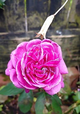 花,自然,葉