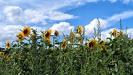 太陽(yáng)花,鮮花,性質(zhì)