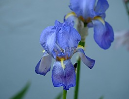 花,藍色,開花