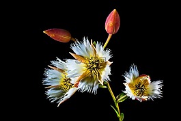 梅花,開花,白