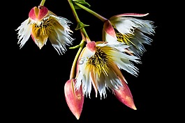 梅花,開(kāi)花,白