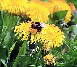 蒲公英,ruderalia,蒲公英教派 ruderalia