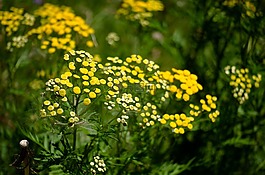 艾菊,花,黃色