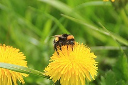 蒲公英,ruderalia,蒲公英教派 ruderalia