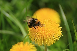 蒲公英,ruderalia,蒲公英教派 ruderalia