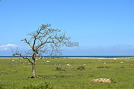 樹,海灘,海