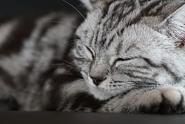 貓,關(guān)注,睡眠