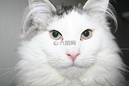 貓,宿醉,小貓