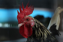 鳥,性質(zhì),動(dòng)物界