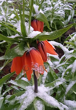 自然,花,植物區(qū)系