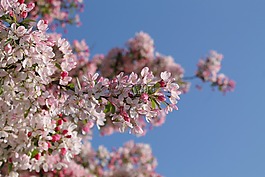 櫻花,開花,天空